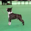 crufts 2014