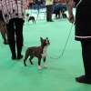 crufts 2014