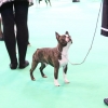 crufts 2014