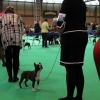 crufts 2014