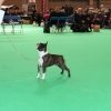 crufts 2014