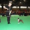 crufts 2014