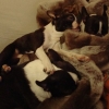 Pumpkin, Candy & Peanut