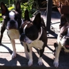 Candy, Peanut & Pumpkin