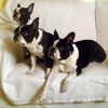 Candy, Peanut & Pumpkin