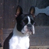 Peanut