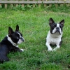 Peanut & Pumpkin
