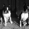 Peanut & Pumpkin