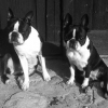 Peanut & Pumpkin