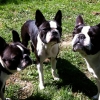 Peanut, Candy & Pumpkin